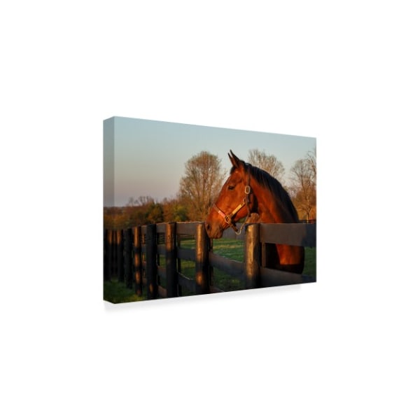 Galloimages Online 'Horse At Sunset' Canvas Art,22x32